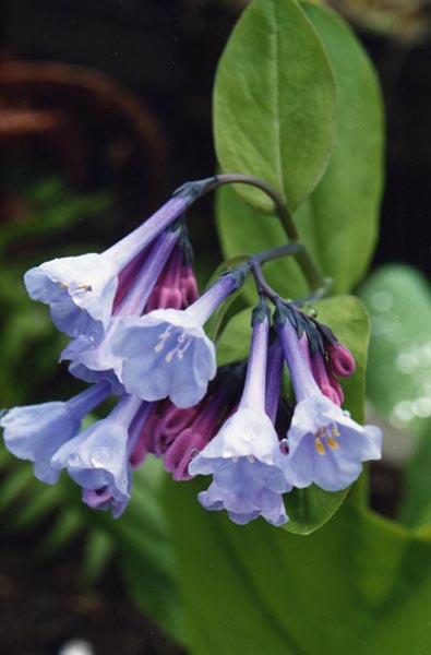 Mertensia virginica en fleurs dans les sous-bois humides des Appalaches